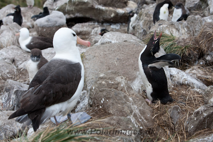 Black-browed Albatross, West Point Island_MG_7554