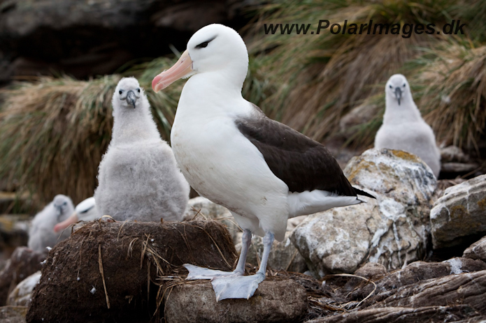 Black-browed Albatross, West Point Island_MG_7615