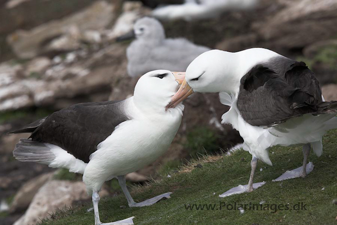 Black-browed albatross, Falkland Islands_MG_1864