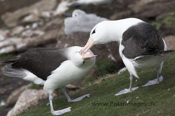 Black-browed albatross, Falkland Islands_MG_1873