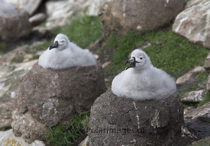 Black-browed albatross, Falkland Islands_MG_1881