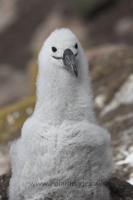 Black-browed albatross, Falkland Islands_MG_1897