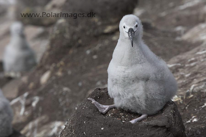 Black-browed albatross, Falkland Islands_MG_1900