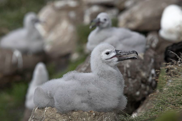 Black-browed albatross, Falkland Islands_MG_1904