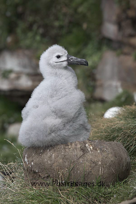 Black-browed albatross, Falkland Islands_MG_1910