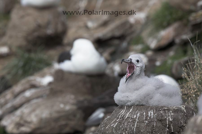 Black-browed albatross, Falkland Islands_MG_1911