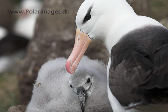 Black-browed albatross, Falkland Islands_MG_1914