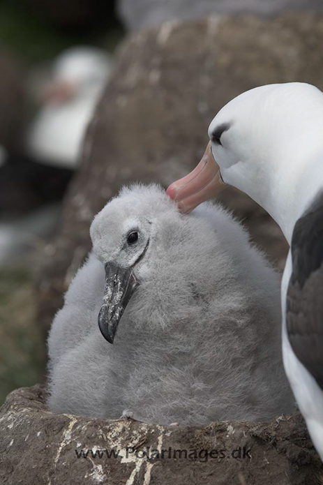 Black-browed albatross, Falkland Islands_MG_1917