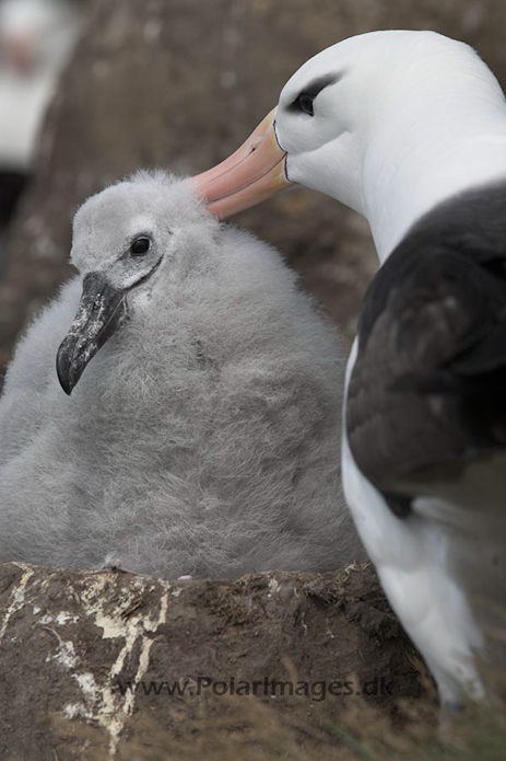 Black-browed albatross, Falkland Islands_MG_1918