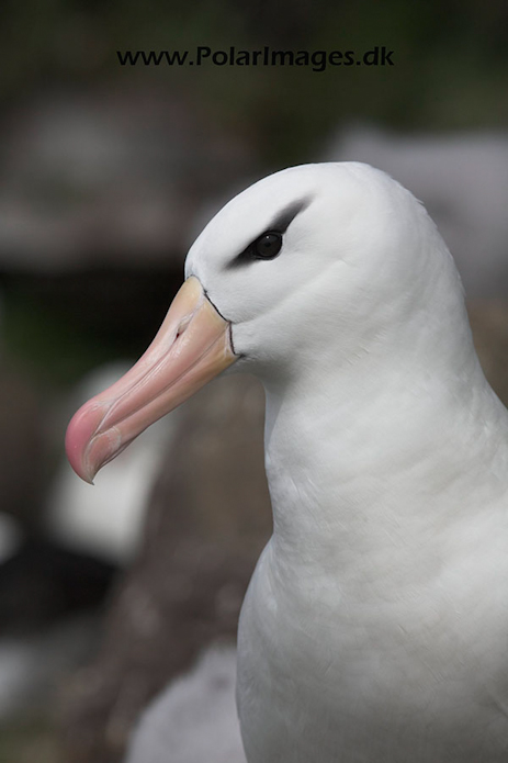 Black-browed albatross, Falkland Islands_MG_1921