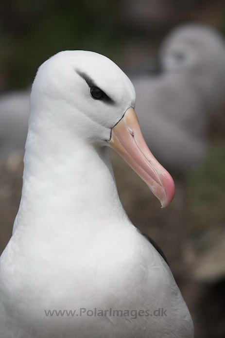 Black-browed albatross, Falkland Islands_MG_1923