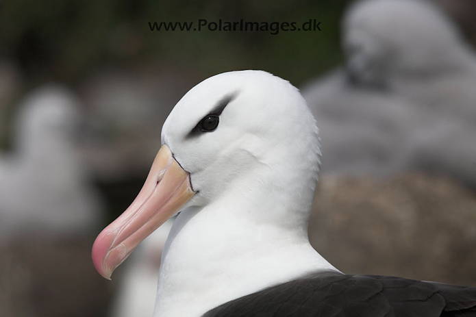 Black-browed albatross, Falkland Islands_MG_1930