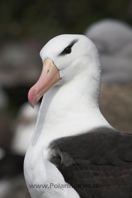 Black-browed albatross, Falkland Islands_MG_1932