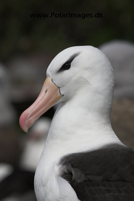 Black-browed albatross, Falkland Islands_MG_1933