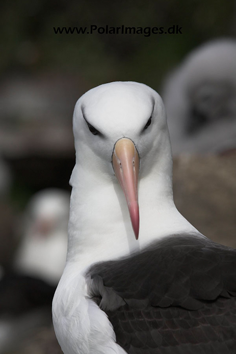 Black-browed albatross, Falkland Islands_MG_1936