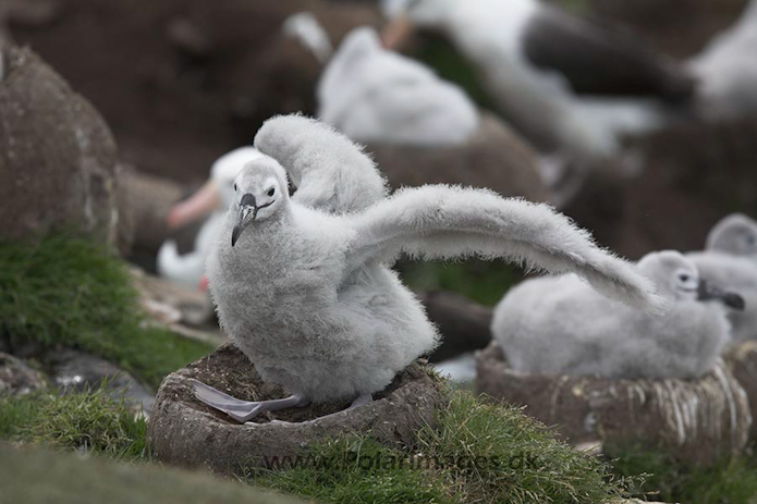 Black-browed albatross, Falkland Islands_MG_1961