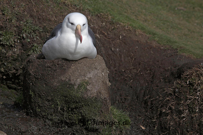 Black-browed albatross, Falkland Islands_MG_6827