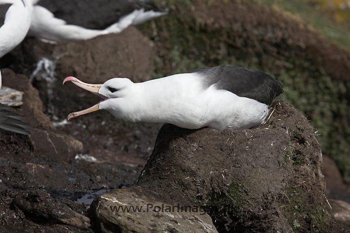 Black-browed albatross, Falkland Islands_MG_6834