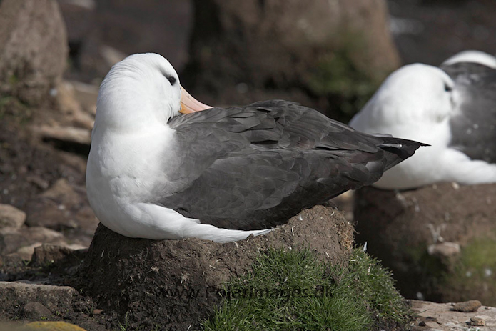 Black-browed albatross, Falkland Islands_MG_6839