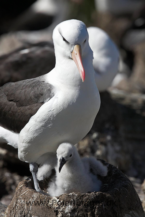 Black- browed albatross, Falkland Islands_MG_9032