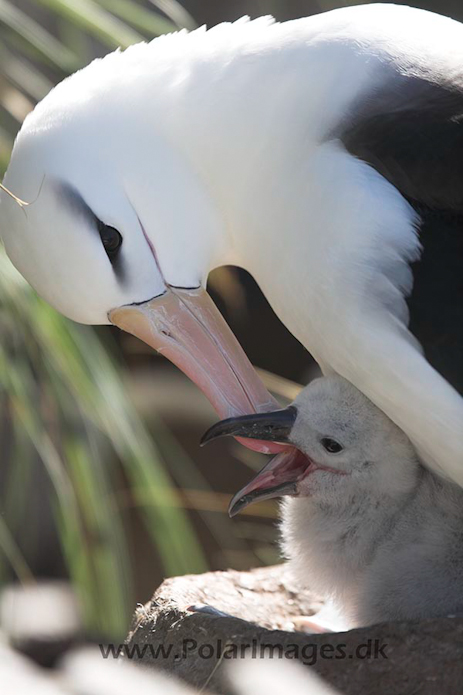 Black- browed albatross, Falkland Islands_MG_9084