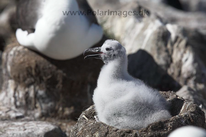 Black- browed albatross, Falkland Islands_MG_9093