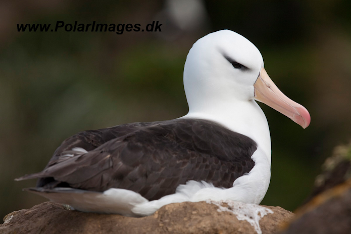 Black-browed albatross, Fallands_MG_5538