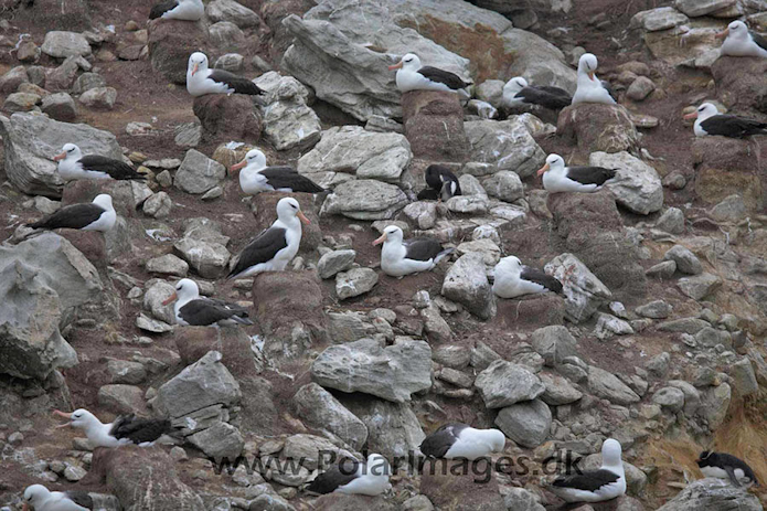 Black-browed albatross, New Island, Falklands_MG_6544