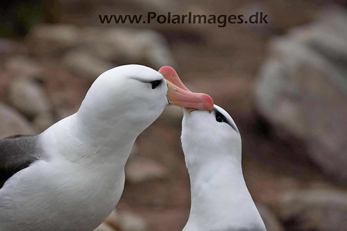 Black-browed albatross, New Island, Falklands_MG_6594