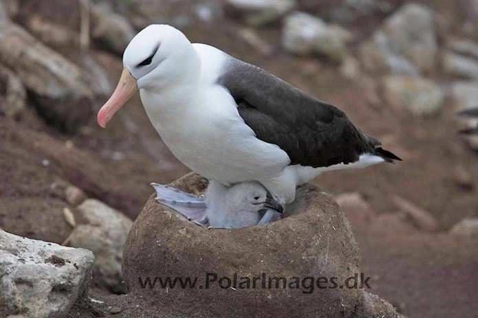 Black-browed albatross, New Island, Falklands_MG_6624