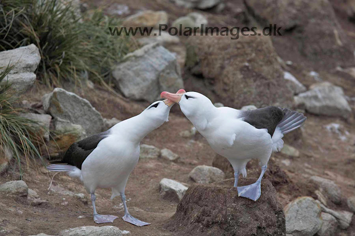 Black-browed albatross, New Island, Falklands_MG_6629