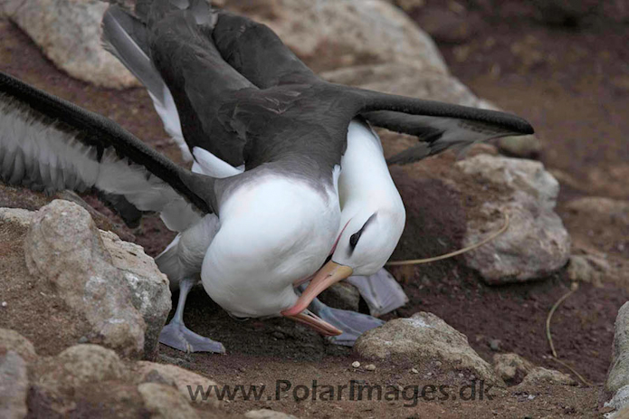 Black-browed albatross, New Island, Falklands_MG_6632