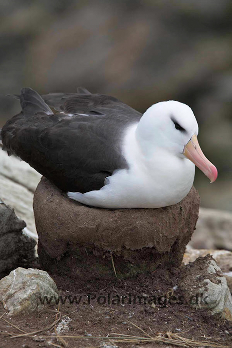 Black-browed albatross, New Island, Falklands_MG_6736