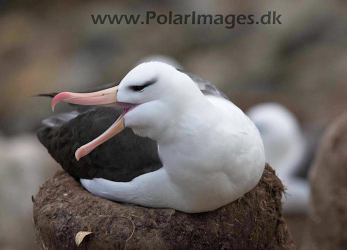 Black-browed albatross, New Island, Falklands_MG_6743