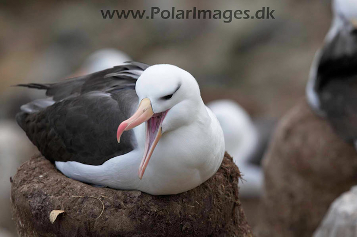 Black-browed albatross, New Island, Falklands_MG_6745