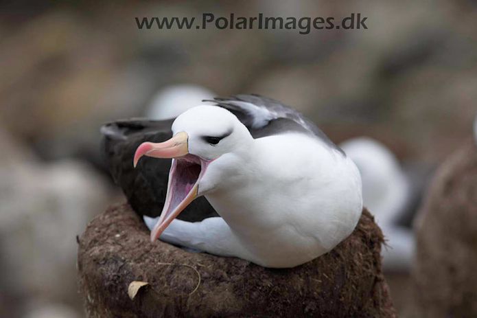 Black-browed albatross, New Island, Falklands_MG_6747