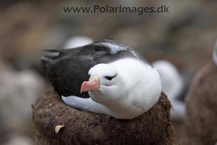 Black-browed albatross, New Island, Falklands_MG_6748