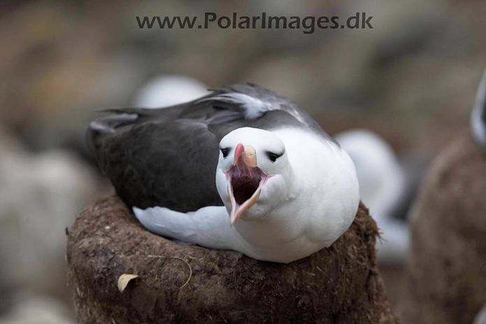 Black-browed albatross, New Island, Falklands_MG_6749