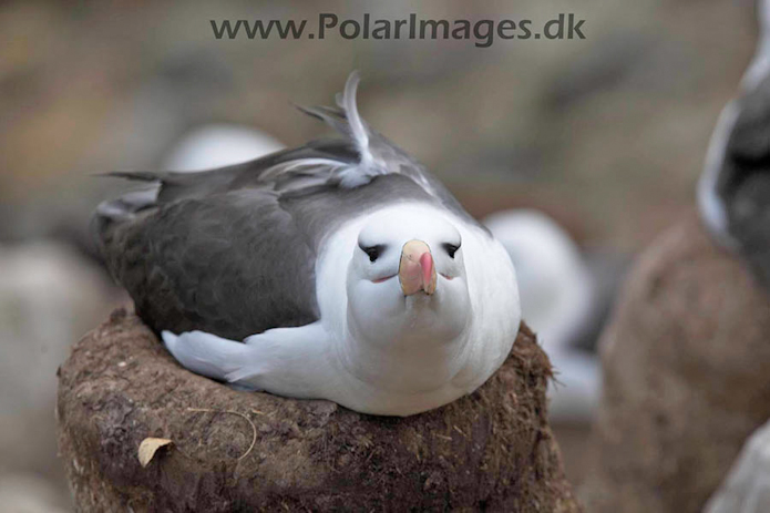 Black-browed albatross, New Island, Falklands_MG_6750