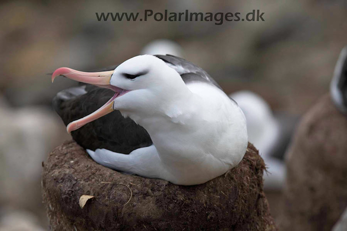 Black-browed albatross, New Island, Falklands_MG_6759