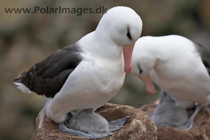 Black-browed albatross, New Island, Falklands_MG_6762