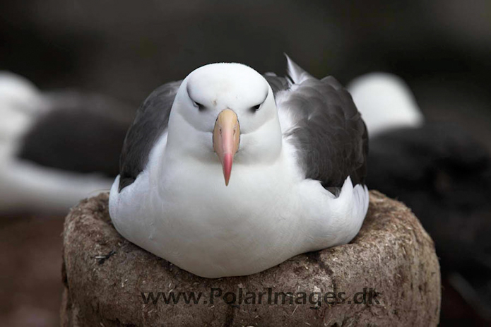 Black-browed albatross, New Island, Falklands_MG_6767