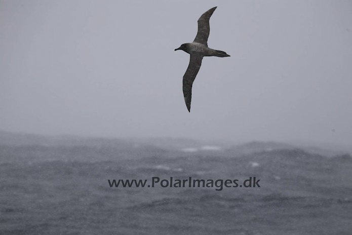 Drake Light mantled sooty_MG_4169