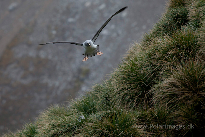 Grey-headed albatross, Elsehul_MG_8157