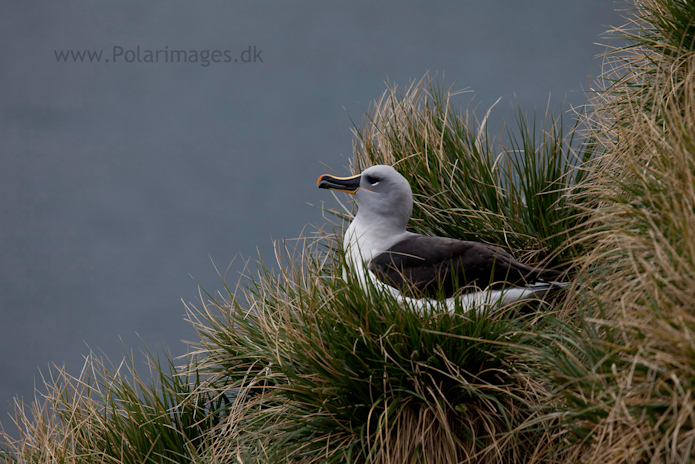 Grey-headed albatross, Elsehul_MG_8201