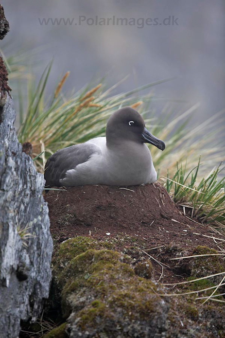 Light-mantle sooty albatross_MG_9693