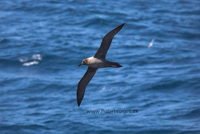 Light mantled sooty_MG_3315