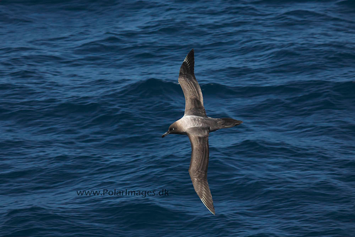 Light mantled sooty_MG_3327