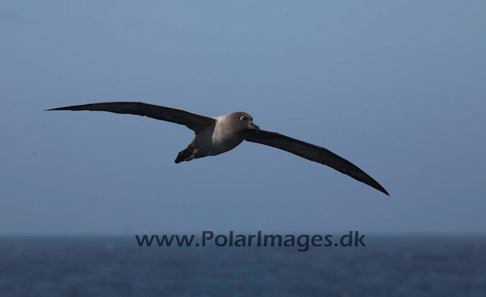 Light mantled sooty_MG_3355