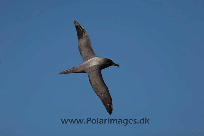 Light mantled sooty_MG_3439